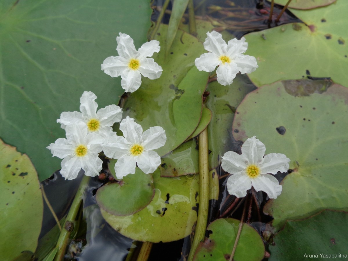 Nymphoides hydrophylla (Lour.) Kuntze